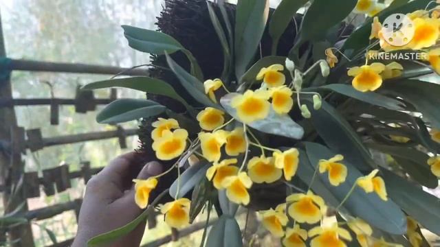 Dendrobium lindleyi // yellow orchids смотреть онлайн