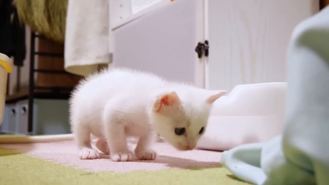 バスが好き過ぎる子猫は立てこもりをしています【赤ちゃん猫　保護猫】