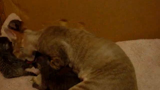 Cute devon rex kittens 1 смотреть онлайн