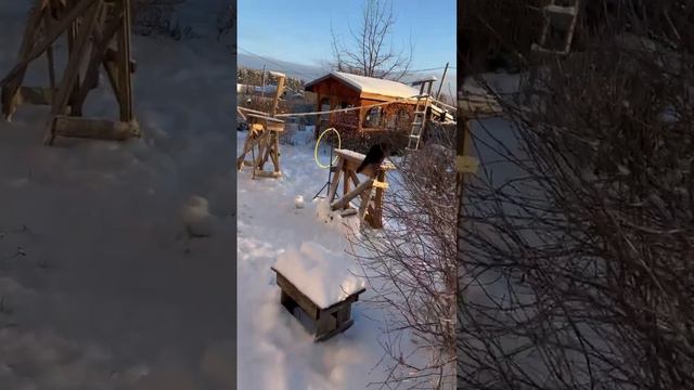 Чернышу потом было стыдно из-за того что он не смог выполнить такое задание 🙈🐈⬛ #черныйкот смотреть онлайн