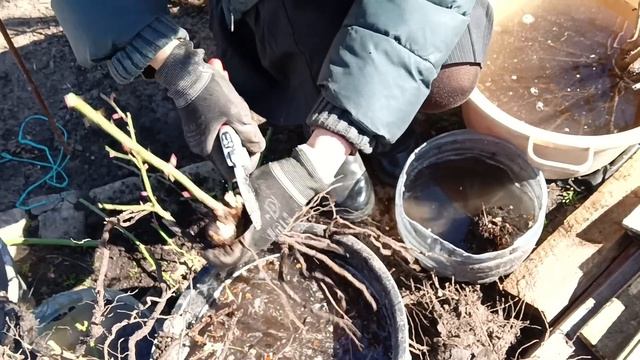 Пересадка розы весной,с чего начать? смотреть онлайн