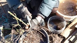 Пересадка розы весной,с чего начать?