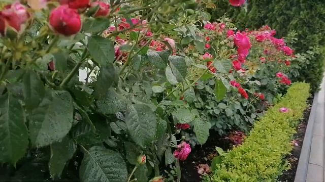 Лучшие сорта роз.Роза Соул (Soul®) Tantau Rosen.Немецкие розы.Nostalgische Strauchrosen. Duftgarten смотреть онлайн