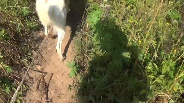 ВЛОГ ни о чем/немножко робинзоню, бегаем с собакой, передаю приветы,бычок дружит со щенком смотреть онлайн
