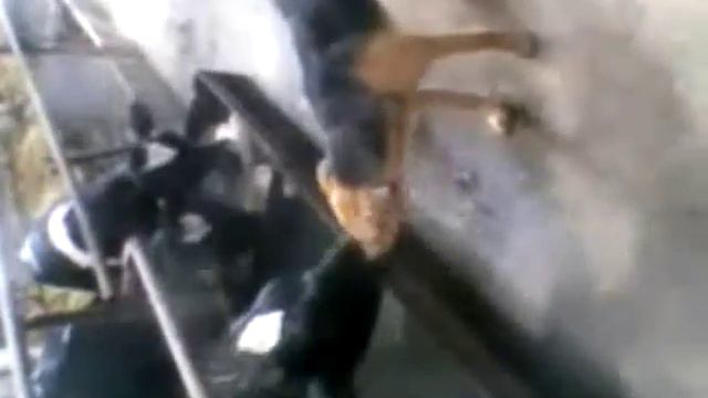 Французский поцелуй))) смотреть онлайн