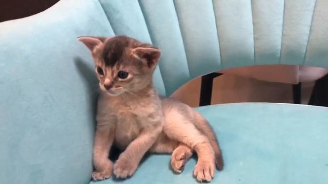 Голубая абиссинская. Редкий цвет. Абиссинские котята смотреть онлайн