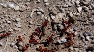 МУРАВЬИ БОЯТСЯ ЛАВР! СРАЗУ УЙДУТ НАВСЕГДА! БЫСТРЫЙ СПОСОБ КАК ИЗБАВИТЬСЯ ОТ МУРАВЬЕВ