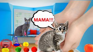 У нас ЗАБРАЛИ КОТЁНКА!!! Шанелька и Аниса ПРОТИВ!