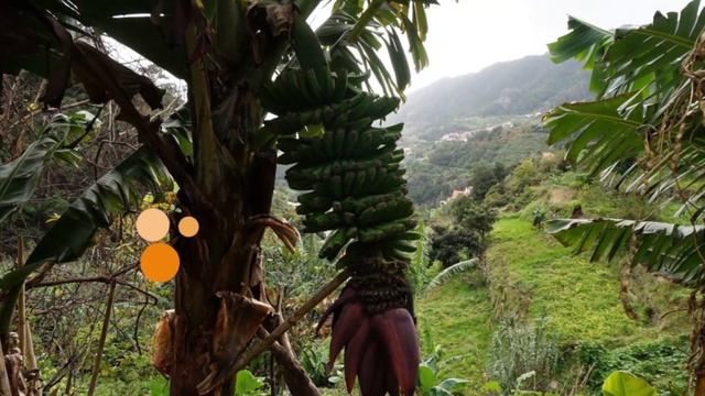 СУББОТА НА ДАЧЕ смотреть онлайн