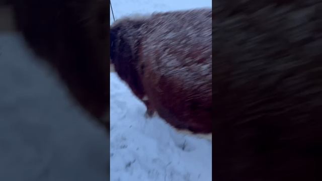 Изгнание бесёнка? #герефорд #shorts #корова #телята #ферма #подсос #молоко #животные #скотина #кфх смотреть онлайн