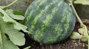 Какие Арбузы растут в Сибири.