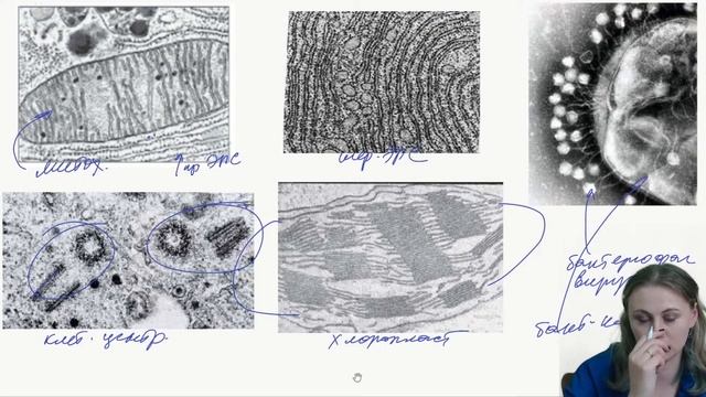Методы биологии | ЕГЭ 2022 Биология смотреть онлайн