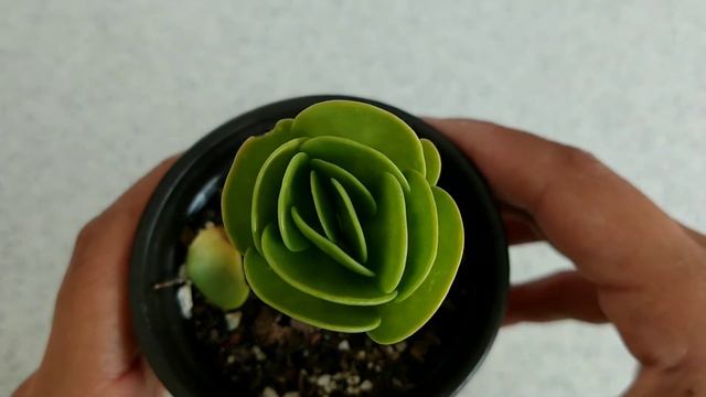 🍀 Suculenta Hawaiina ☘ *Portulacca Molokiniensis* смотреть онлайн