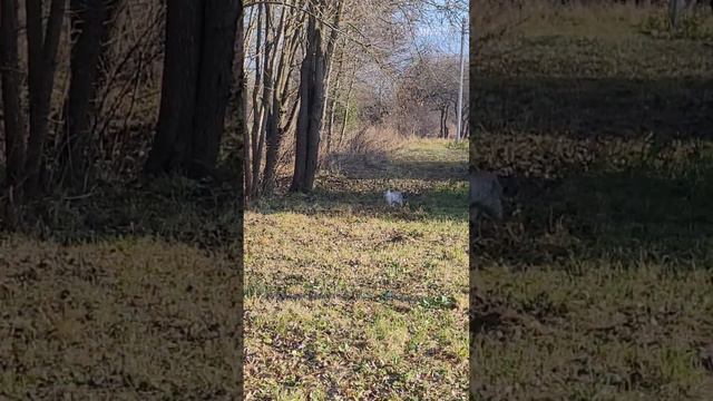 Активная жизнь Пушка на даче. Забирается на деревья. смотреть онлайн