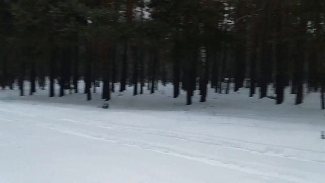 РУССКАЯ ЗИМА.ПРОГУЛКА В ЛЕС.Тестируем стабилизатор. смотреть онлайн