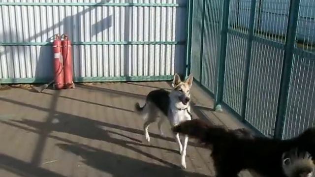 Кожуховский приют для собак. Каскад гуляет. смотреть онлайн