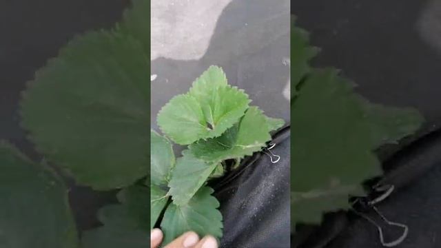 Лучший способ посадки клубники на агроволокно! смотреть онлайн