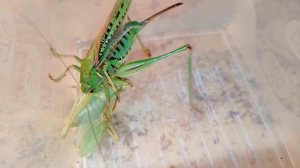 Кузнечик седакова vs кузнечик певчий (Katydid vs katydid).