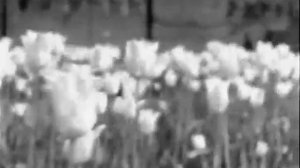 Москва 1960 год