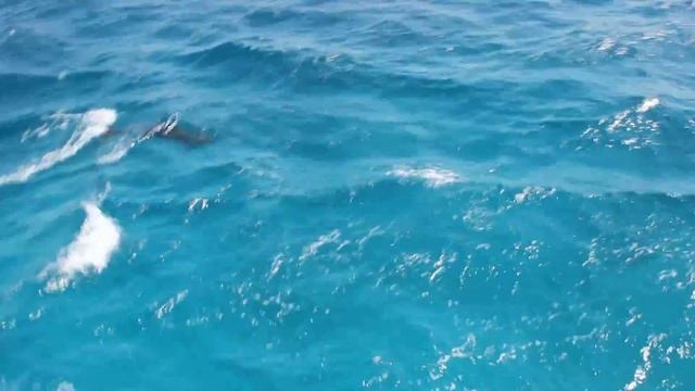 Дельфины в Красном море Египет Хургада - Dolphins in the Red Sea, Egypt Hurghada смотреть онлайн