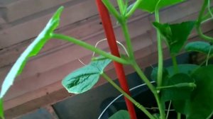 ВЫРАЩИВАНИЕ ОГУРЦОВ НА БАЛКОНЕ И ЛОДЖИИ, КАК ВЫРАСТИТЬ ОГУРЦЫ НА БАЛКОНЕ С НУЛЯ