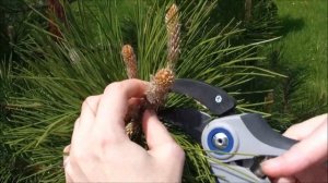 Как формировать и обрезать сосну