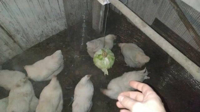 Капуста для Кур и Перепелов.Эксперимент. Жизнь на даче смотреть онлайн