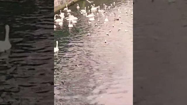 Али Мединский чтение корана смотреть онлайн