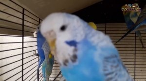 ? Учим попугая Кеша говорить. Видеоурок 1: "Кеша хорошая птичка"