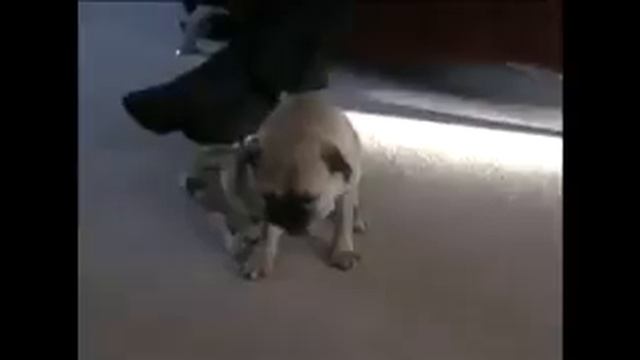 Спящие Милашеки спят 😥😂😴😴😴😕😴(1) смотреть онлайн