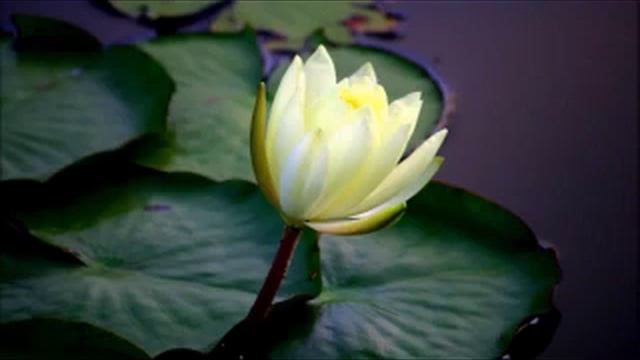 Meditation Music Sitar - Sahaja Yoga