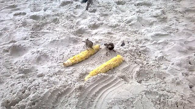 Воробьи, кукуруза, море. смотреть онлайн