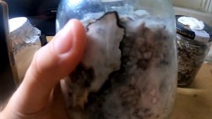 Мицелий осенних опят.