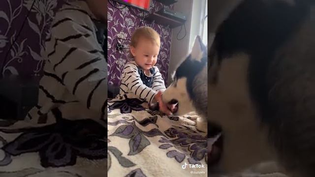 Хаски и Ребёнка 😍 смотреть онлайн
