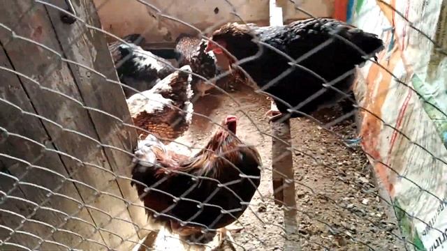 АКЦИЯ НА ЯЙЦО ВИАНДОТА мой птичий уголок в апреле ДОСТОЙНАЯ ПОРОДА смотреть онлайн