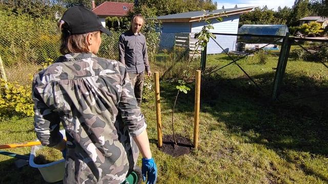 как живётся орешнику, коса литовка, стрижка газона, посадка яблони, туя мумия, посадка клубники смотреть онлайн