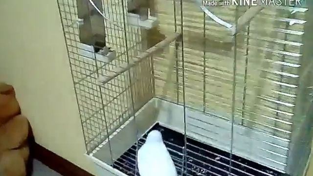 Как заманить попугая в клетку смотреть онлайн