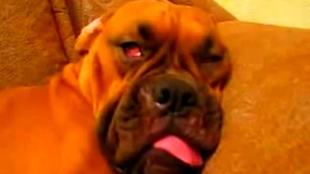 Спящая собака.flv смотреть онлайн