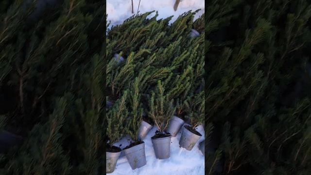 ель канадская коника зимует под снегом #ель #ельконика#питомник#растение #садоводство#елочки#хвойни смотреть онлайн