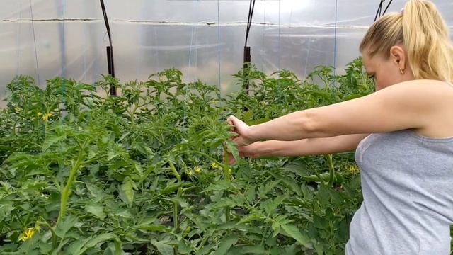 КАК ПРАВИЛЬНО ПАСЫНКОВАТЬ ПОМИДОРЫ смотреть онлайн