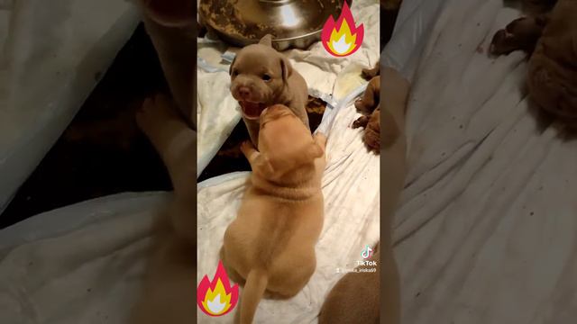 щенки американского булли на продажу смотреть онлайн