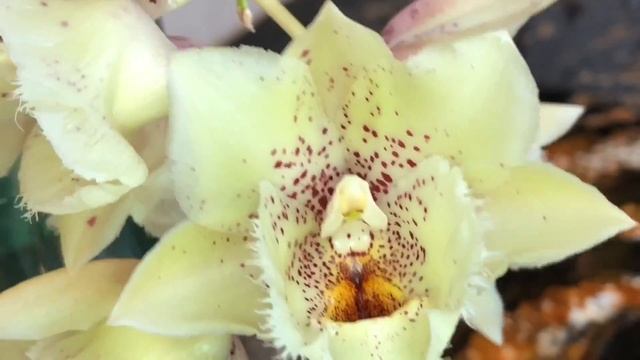 Clowesia Grace Dunn 'Chadds Ford' X Catasetum Orchidglade 'Davie Ranches' First Time Blooming.