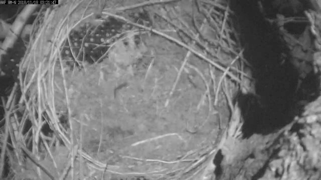 HWF Harrison Mills North Eagle Cam смотреть онлайн