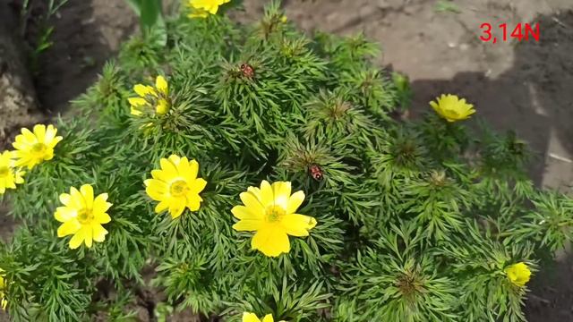 Адонис весенний смотреть онлайн