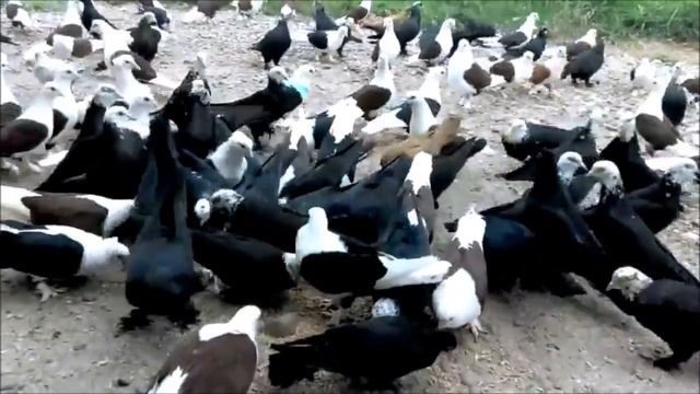 Шикарная КОЛЛЕКЦИЯ Бойных голубей краснодарской породы (СЕРГЕЙ ОРЛОВ , ст.Темиргоевская ) смотреть онлайн