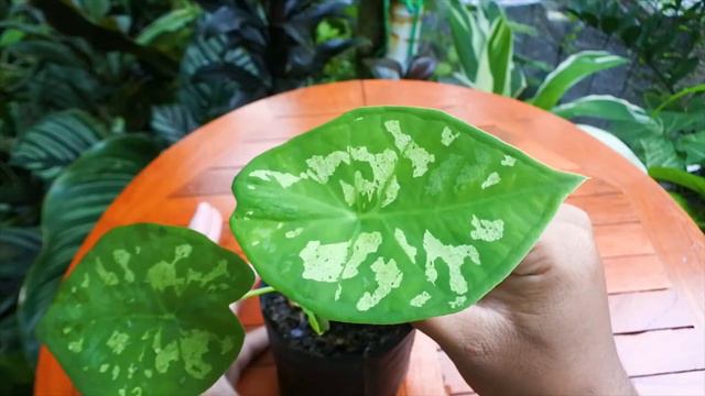 Perkembangan Keladi Army Hasil Pruning/ Part 2 смотреть онлайн