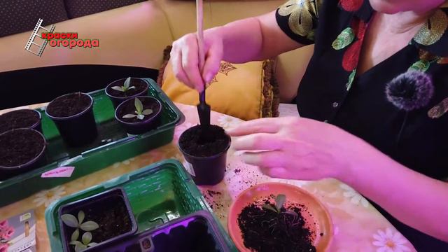 Эустома - пикировка. смотреть онлайн