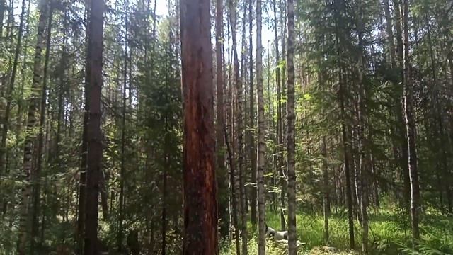 На это можно наткнуться В ЛЕСУ! Поиск места для новой ИЗБЫ. Видно не судьба... смотреть онлайн