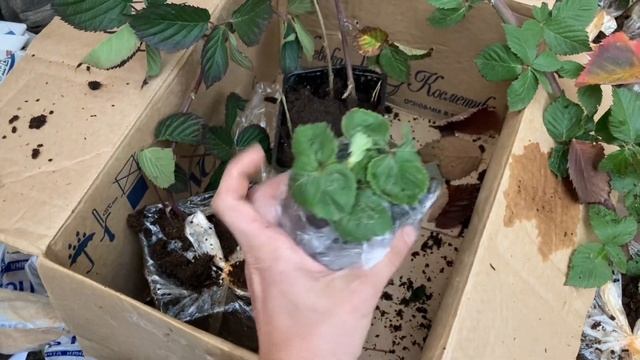 Посадка ежевики. Или что еще посадить, чтоб занять себя по полной. смотреть онлайн