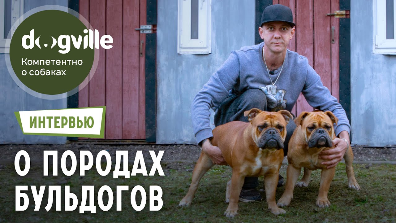 Староанглийские и Американские бульдоги - О породах с владельцем питомника смотреть онлайн